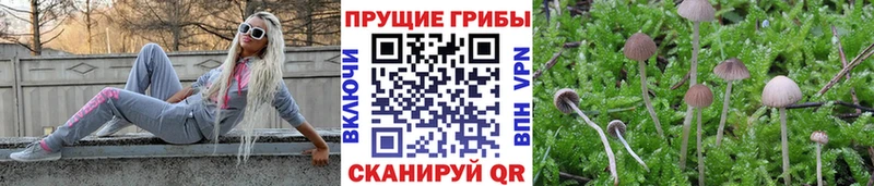 закладки Троицк мега ТОР Галлюциногенные грибы Psilocybine cubensis